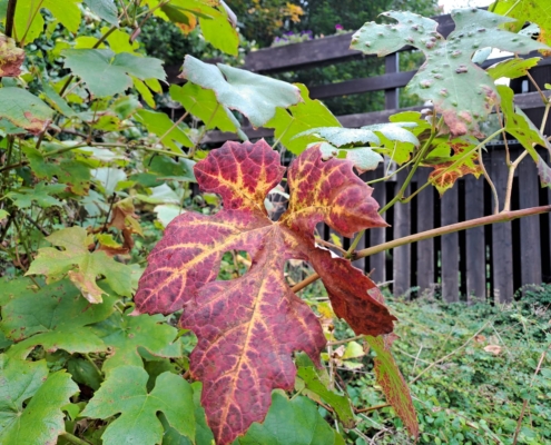 Herbstbild02